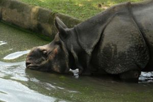 One-horned Rhino dies in Manas National Park, authorities refute poaching