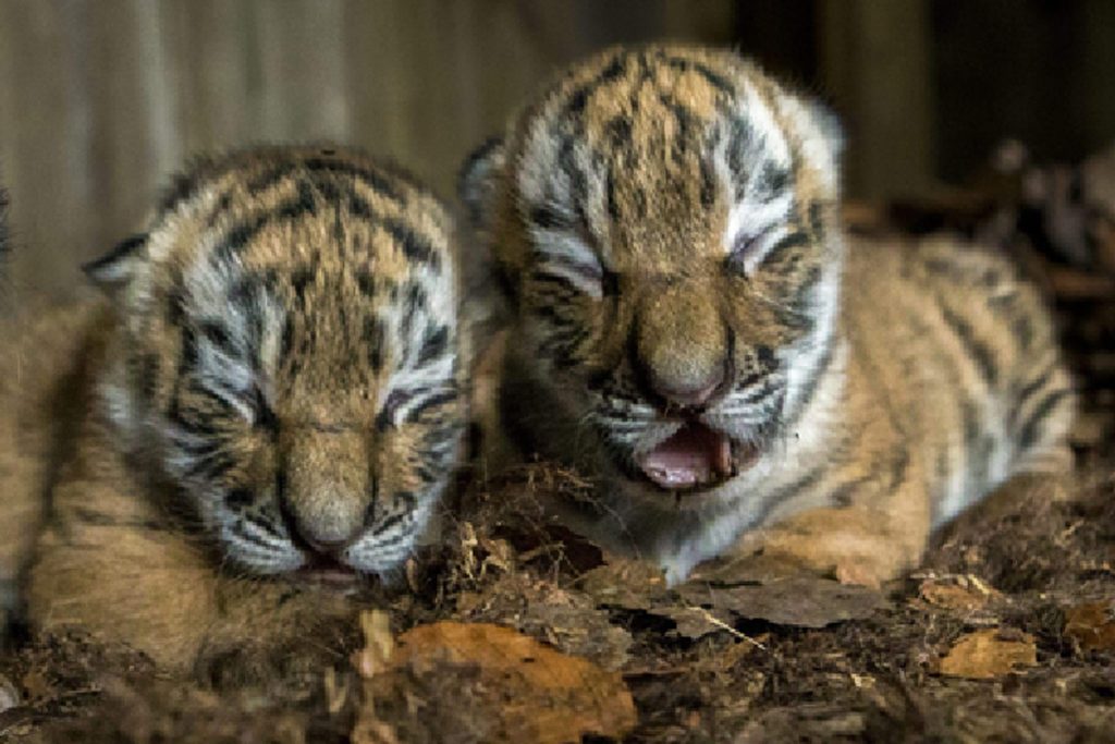 Tiger cubs, death in Bengal, Safari Park, Forest department