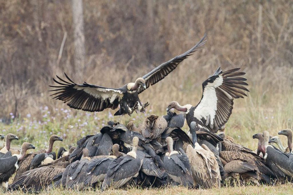 ban drugs, vet drugs, vulture decline in India