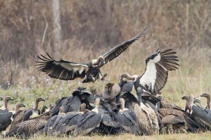 Finally, ban on two more vet drugs to halt vulture decline in India