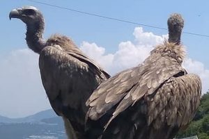 Tamil Nadu NGO promotes vulture conservation using art