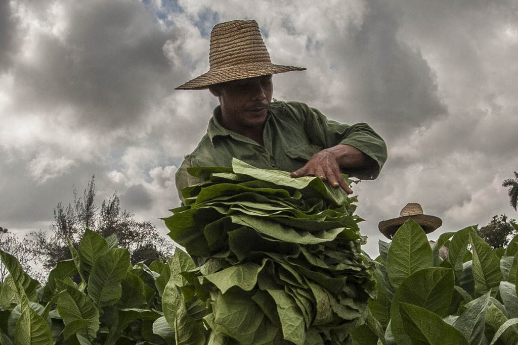 Tobacco leaves, cancer