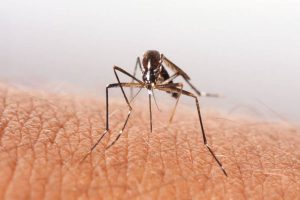 Record number of dengue-affected people in Bengal in 2023