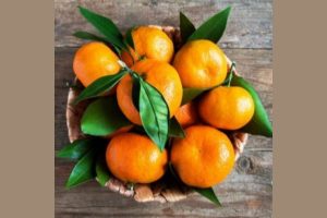 Meghalaya exports 20 metric tons of Khasi mandarin to Dubai