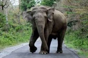 Watchman killed by tusker in UP’s Katarniaghat sanctuary