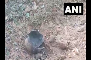 Chhattisgarh: Two CRPF soldiers injured in IED blast in Dantewada