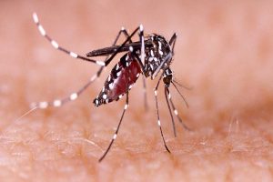 TN health dept warns of more dengue, influenza cases