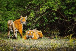 Man killed by tiger near Manjhra forests in UP