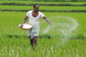 Agriculture growth expected to remain strong in second half of FY25: Bank of Baroda