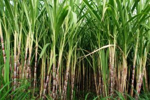 Govt eases ban on using sugarcane to produce alcohol, mills get breather