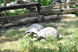 New tortoise sanctuary to be developed in UP’s Prayagraj