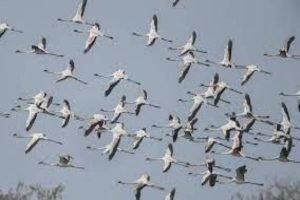 Fewer migratory birds this year at Ramsar site Soor Sarovar in Agra