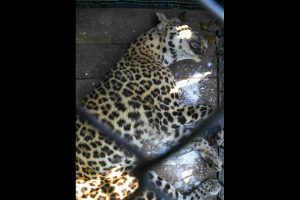 Leopard cub killed in hit-and-run case in UP’s in Pilibhit