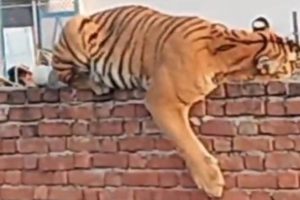 Trapped tigress has radio collar injury, to be tested for canine distemper