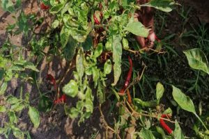 Chilli leaves a bad taste as losses mount for cultivators in Andhra Pradesh’s Bandur