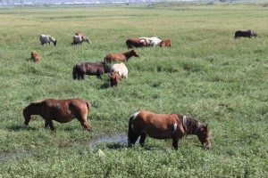 Endangered legacy: Manipur’s original polo ponies race against uncertain future