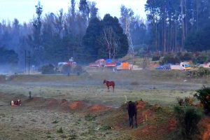 Tamil Nadu’s Ooty turns into iceland as minimum temperature drops