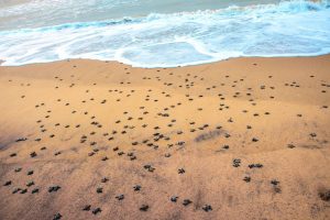 Olive Ridley nesting season begins in TN coastal delta region