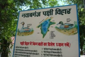 NGT notice seeks status of UP’s Nawabganj bird sanctuary