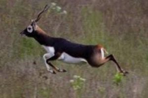 SHO in Bihar’s Rohtas sacked for links with black buck poachers