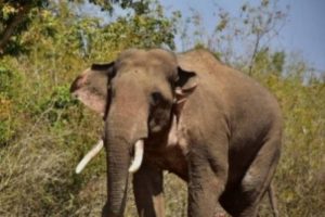 Man-animal conflict: Wild elephant kills man in Kerala