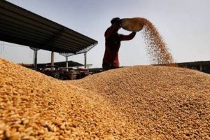 FCI procures 266 lakh MT of wheat in Rabi season, 4 lakh MT more than last year