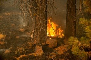 Yogi govt on alert to check forest fires during summer