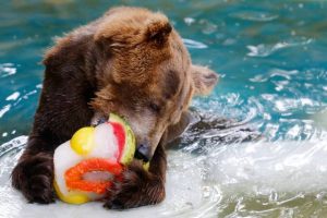 Tigers given showers, fans installed for snakes, ice cubes and frozen fruits on bears’ menus in Thiruvananthapuram Zoo