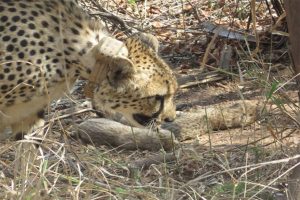 Madhya Pradesh: South African Cheetah gives birth to 5 cubs in Kuno National Park