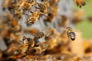 One killed, many injured in bee attack in UP’s Etawah