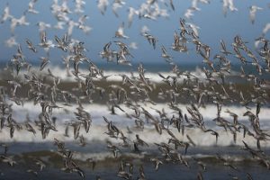 Scientists warn of lethal bird flu pandemic, says could be ‘100 times worse’ than COVID