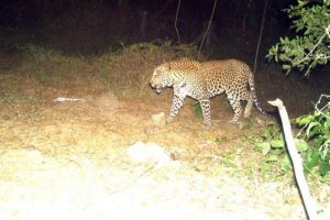 TN forest dept intensifies search for leopard in Mayiladuthurai after pug marks detected