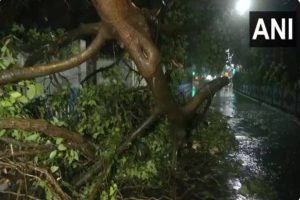 Cyclone Remal makes landfall, authorities engaged in clearing uprooted trees in Kolkata amid rainfall