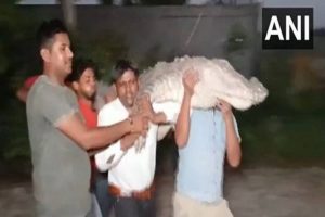 10-foot crocodile crawls out of canal in UP’s Bulandshahr, rescued by forest department