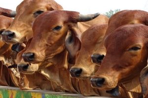 MP govt intensifies action against cow smuggling, slaughtering