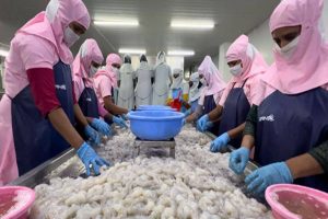 India records all-time high sea food export in FY 24