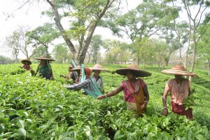 North India’s tea industry faces major crisis with production down 60 mn kilos amid extreme weather