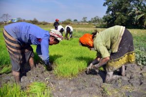 Over 73 per cent of Agriculture Budget goes towards welfare measures, subsidies: ICRIER