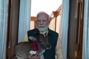 PM Modi welcomes ‘Deepjyoti’, calf born at his residence, shares video