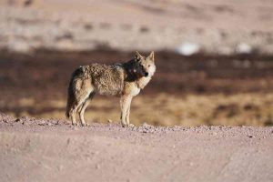 UP: Villagers kill sixth and final wolf ending months-long havoc by predator in Bahraich