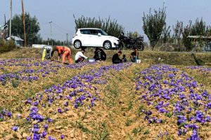 India signs USD 98 mn loan agreement with Asian Development Bank to boost horticulture productivity