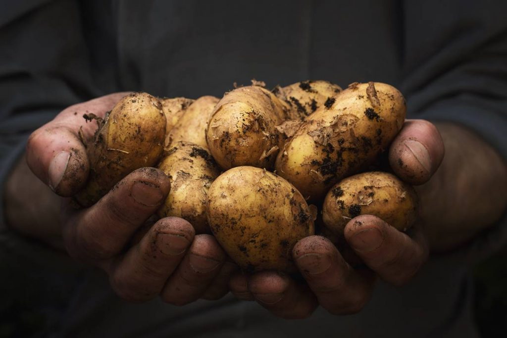 West Bengal Cold Storage Association, West Bengal, potato production, Subhajit Saha