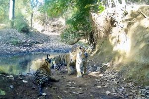 India Welcomes Its 58th Tiger Reserve, PM Modi Celebrates Nation’s Rich Wildlife Diversity