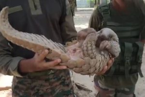 Army Rescues Endangered Pangolin Near LoC in Akhnoor, Hands It Over to Wildlife Officials