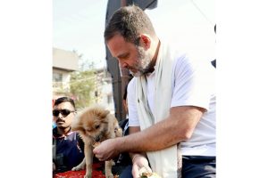 Rahul Gandhi Slams SC Order on Stray Dogs, Calls Blanket Removal “Cruel and Shortsighted”
