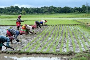 Rice sowing crosses 109% of normal area as good Monsoon boosts Kharif sowing: Report