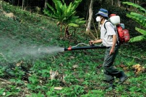 UP government bans the use of 11 pesticides damaging India’s rice quality