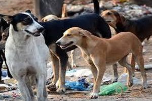 CJI Gavai to Review Stray Dog Issue Amid Conflicting Supreme Court Orders